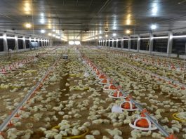 cấp giấy chứng nhận đủ điều kiện vệ sinh thú y
