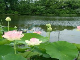 Quy trình giải quyết hồ sơ kinh doanh lữ hành nội địa