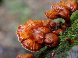 cong-bo-chat-luong-nam-lim-xanh