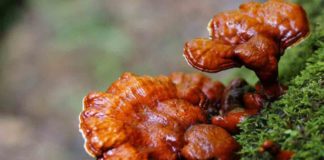 cong-bo-chat-luong-nam-lim-xanh